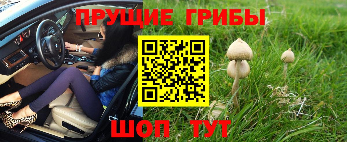 Галлюциногенные грибы Psilocybe  где найти   Галлюциногенные грибы прущие грибы  Людиново  Вход с VPN 